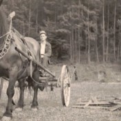 Ferdi Lingscheidt, Heuwender, Gilsdorf ca. 1955, "Backes Horstert" Pferd Rosa