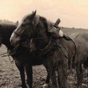 Nöthen, Alfred Schick. Am "Hetzböschel", 28. 8. 1953