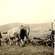 Mit Ochsen(Kuh)gespann bei der Feldarbeit