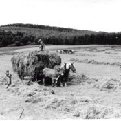 Bei der Heuernte mit Pferd- und Ochsengespann