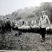 Willibrord Bützler bei seiner Herde.