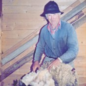 Willibrord Bützler bei der Schafschur