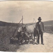 Jabob Metzen mit Ochsengespann