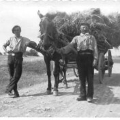 Erntewagen mit Pferd